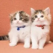 引越し中につきまとめ買い割引の画像