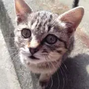 助手  バーネット