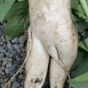ドドンパの画像