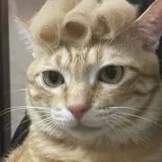 柴田理恵の孫（仮）の画像