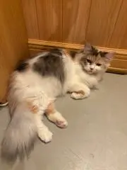 A.