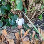 かか(プロフご覧くださいm(._.)mの画像