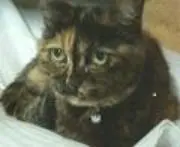 ビー