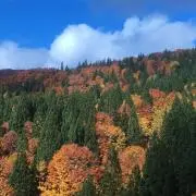 ナカムラの画像