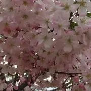 さゆり