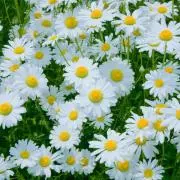 Margueriteの画像