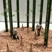 rrの画像