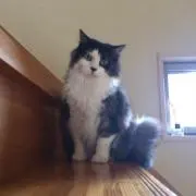 おくら