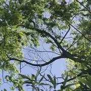 よっちゃんの画像