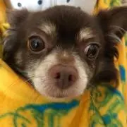 rmチップの画像