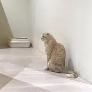 nekoの画像