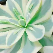 M✧succulent ·͜· ︎︎ᕷの画像