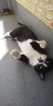 のん