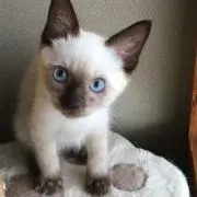 ノエル