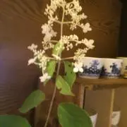 リンゴスパンキー 様専用 京焼 玉欽作 三島手 数茶碗 十客 共箱 8535D