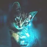 きょう　匿名配送のみの画像