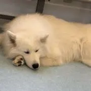 よよよよの画像