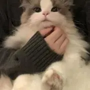 Rの画像