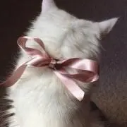 まえがみ