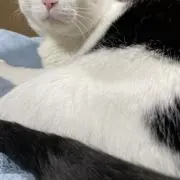 ねこの画像