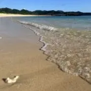 Sea Champの画像