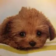 リッチーの画像