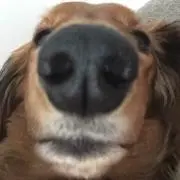 たこ焼き