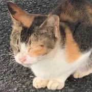 ちゃとら