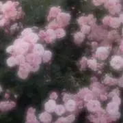 ぴおの画像