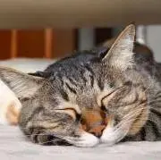 ゆっぴ