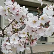 Mihokoの画像