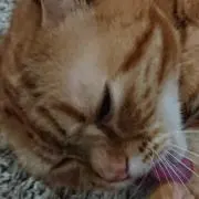 タカハル