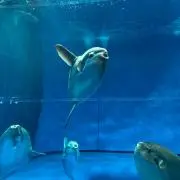 トッシーの画像