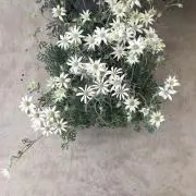 kiraraの画像