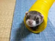 Yamatoの画像