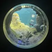 でゅの画像