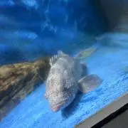 むちょんの画像