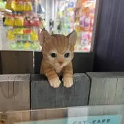 ニコ（ご購入前、説明文を読んでください）の画像