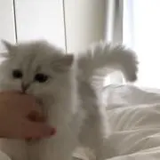 しゅがーの画像