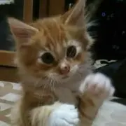 猫八商店☆プロフ一読お願いします。