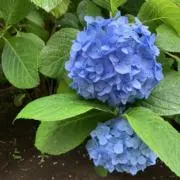 紫陽花の画像