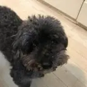 みかん