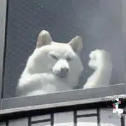 白の画像