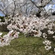 メル