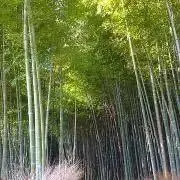 ぱんだん