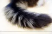 さくまの画像