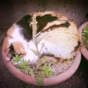 えりきゃんの画像