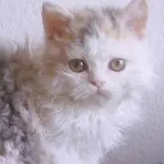 ioの画像