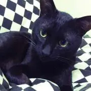 くろ ※プロフ必読の画像