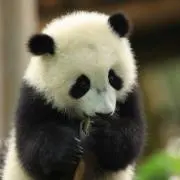 ぱんだ✿